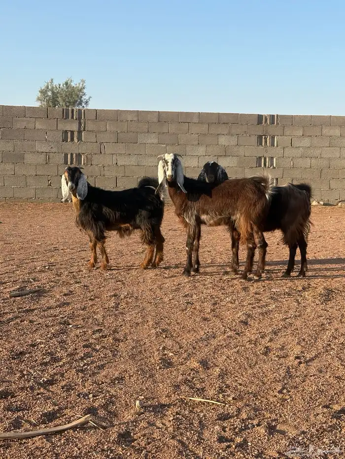 جفارات طيبه 3