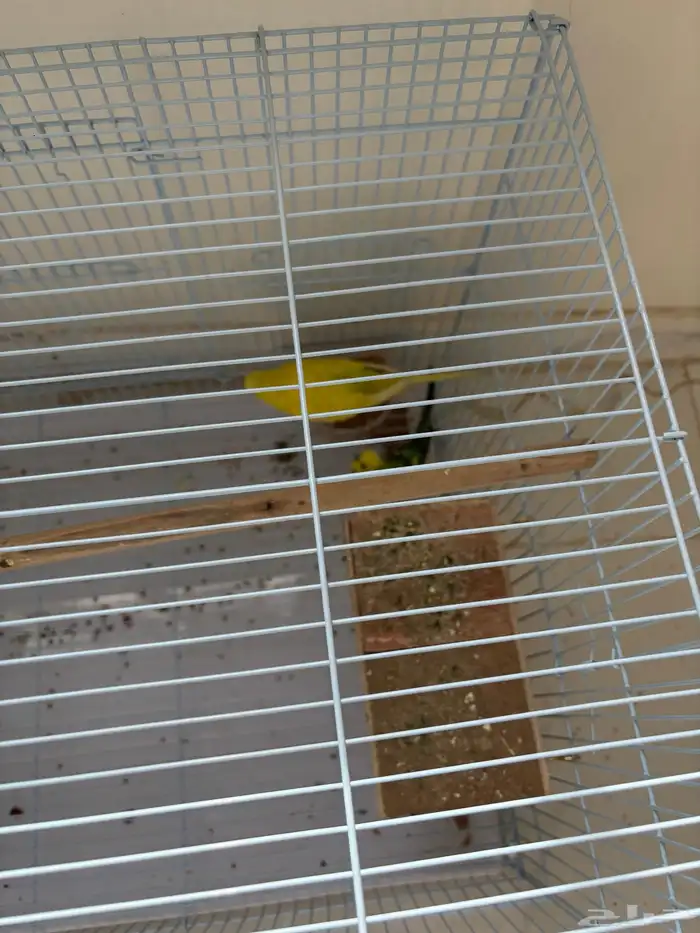 طيور الحب جوز وذكر 0