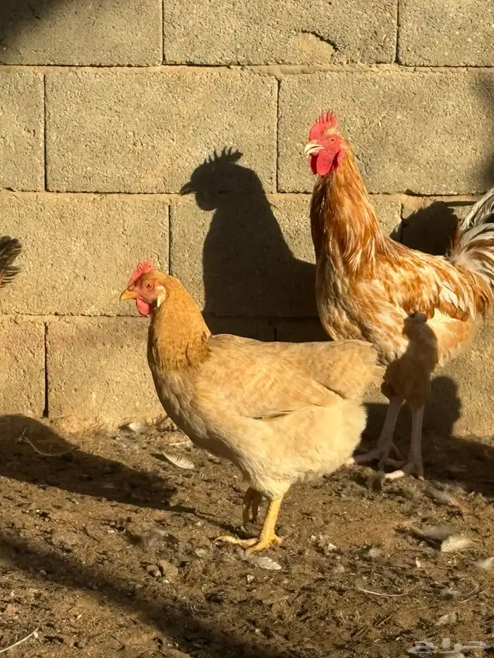 دجاج فرنسي بياض جروم 1