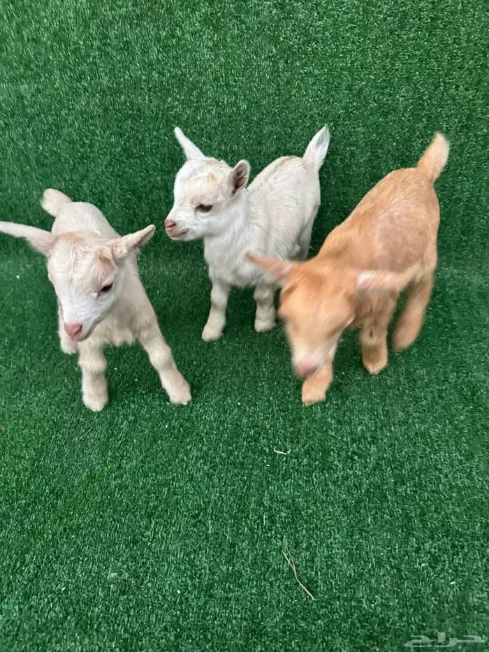 ماعز قزم طقم ذكر و2 اناثي 0