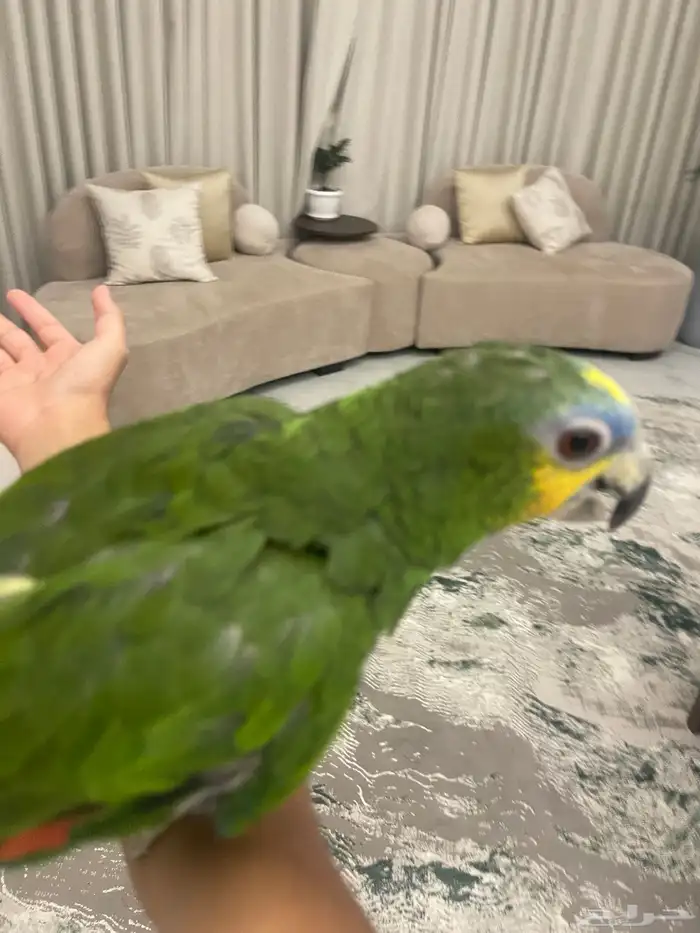 ببغا امزوني 0