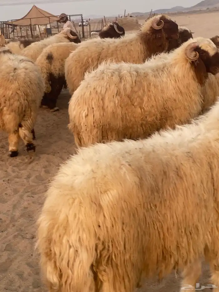 طليان نعيمي فواخر 8