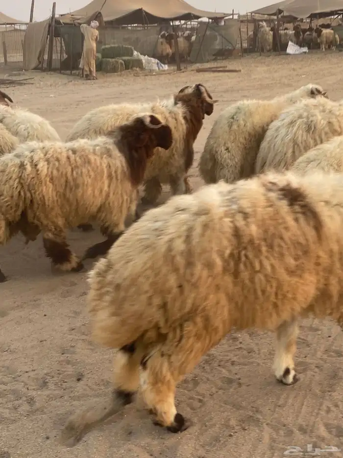 طليان نعيمي فواخر 3