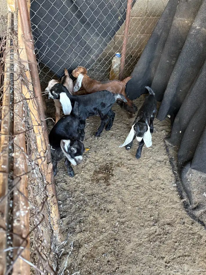 معزا مواليد5 تامات وحده ثنيه 6تحتها 13 5