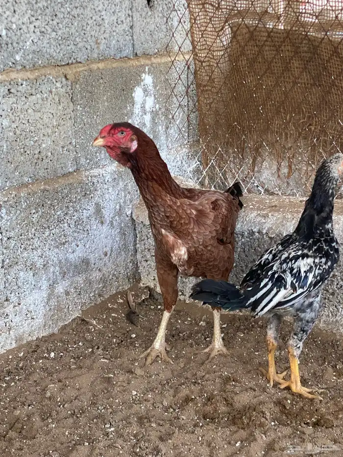 دجاج باكستاني 2