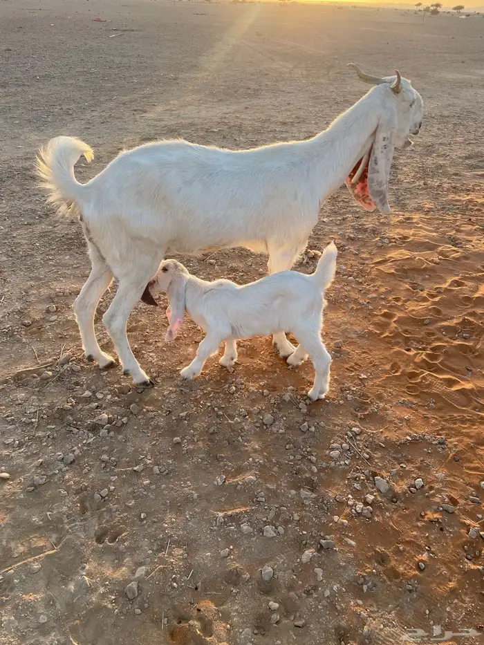 معزا متابيع 5