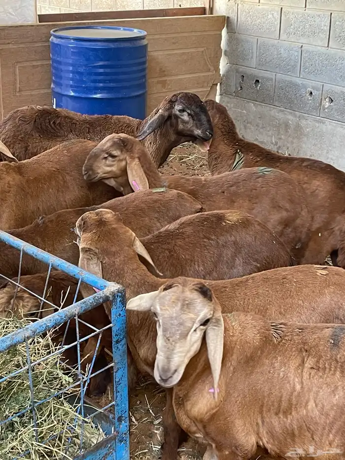 هرافا سواكن مرابي 2