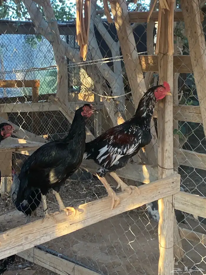 دجاج باكستاني للبيع الخرج 3