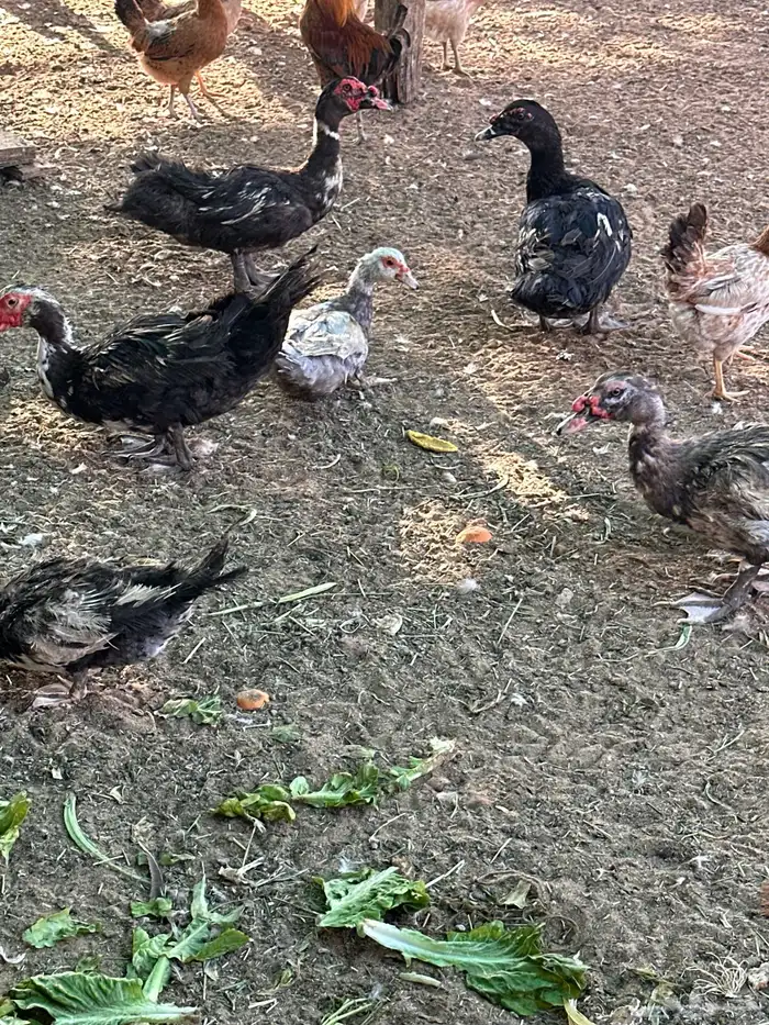 بط بح مصري وبكين 1