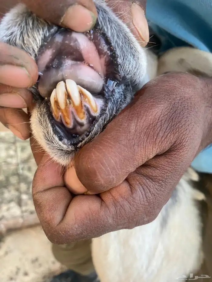 للبيع حريه طيبه 1