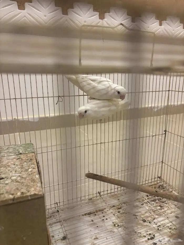 روز البينيو منتج 1