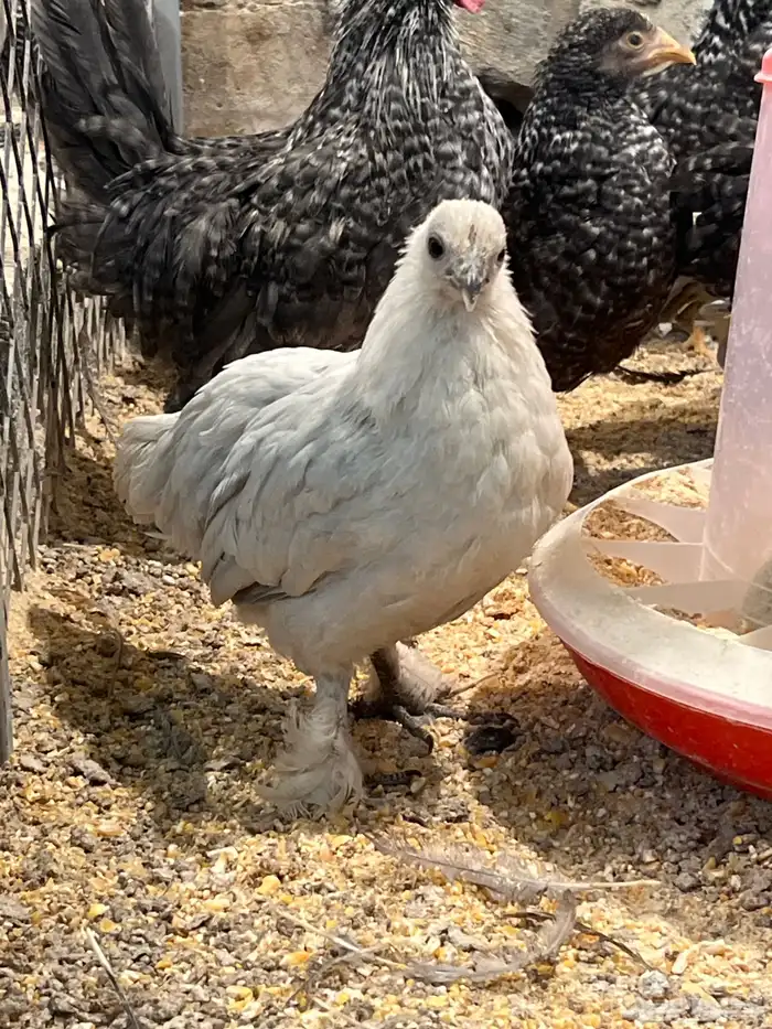 صوص هجين مكس فيومي المنيوم مع كوشن ملكي 2