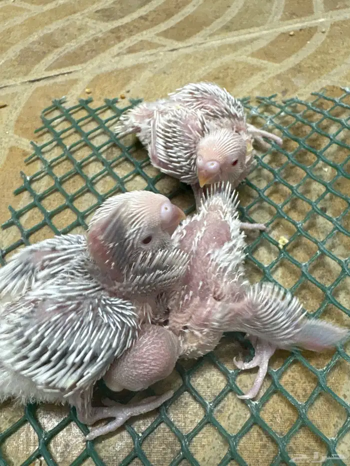 فروخ كروان وفروخ بادجي تحت الغر 0