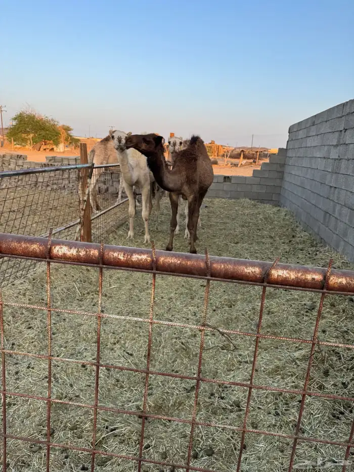 قعود وبكرتين البيع 6