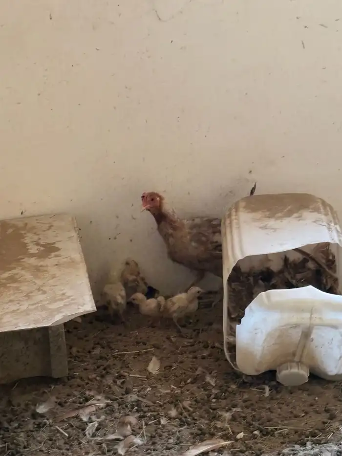 ارانب بلديه   دجاج بلدي   للبيع 9