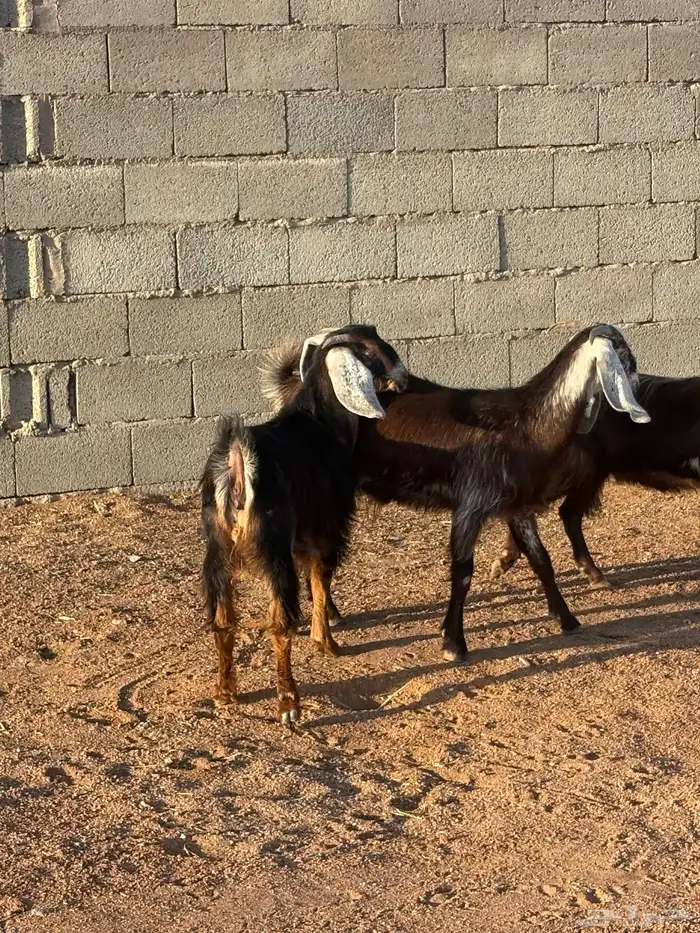 جفارات طيبه 1