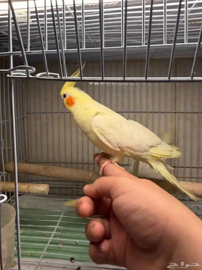 عرض لكم جوز كروان لاتينو اليف متكلم 5