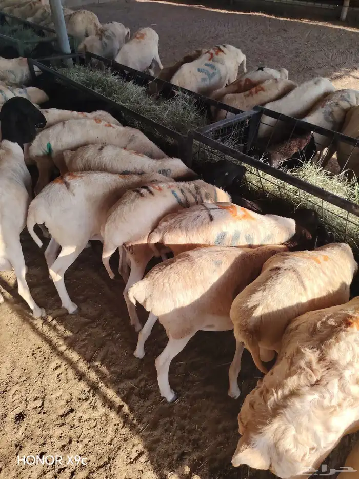 برابر وتيوس صومالي مرباه أوزان طيب للذبح 3