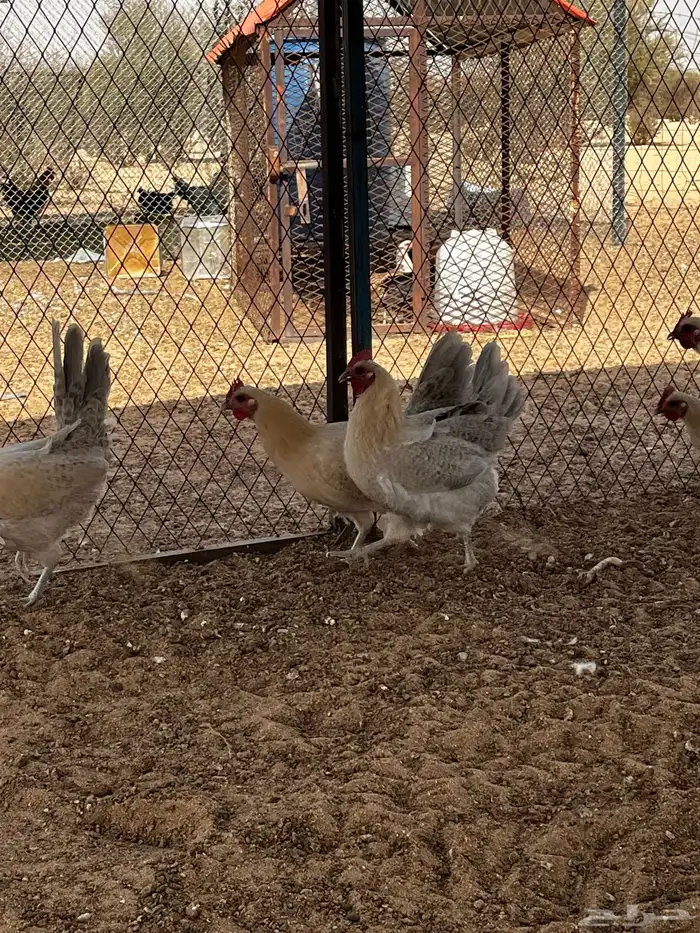 دجاج فيومي 4