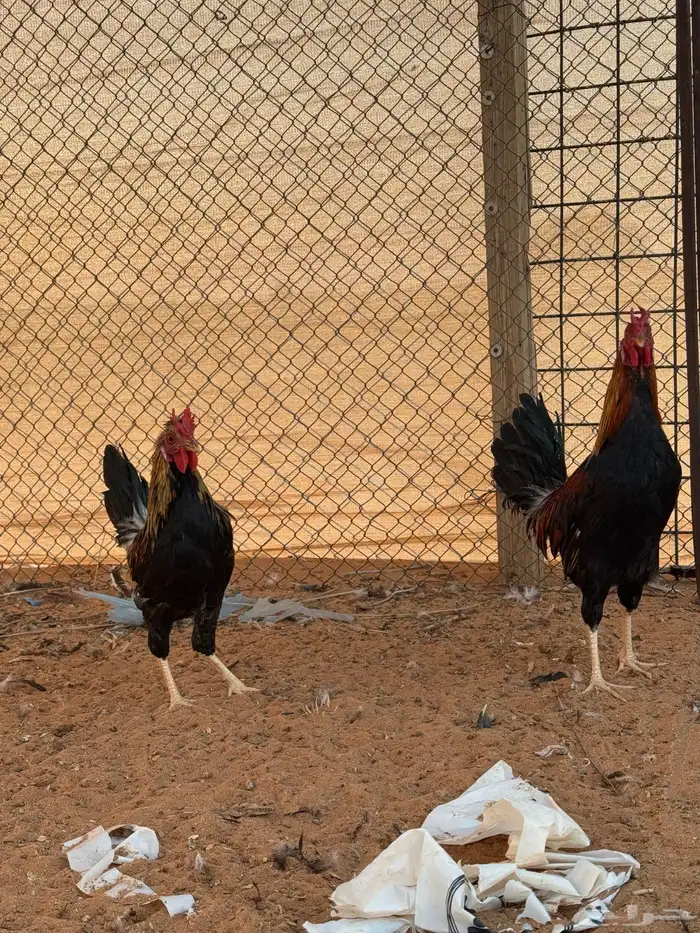 بشاير دجاج عربي وشوكي للبيع 2