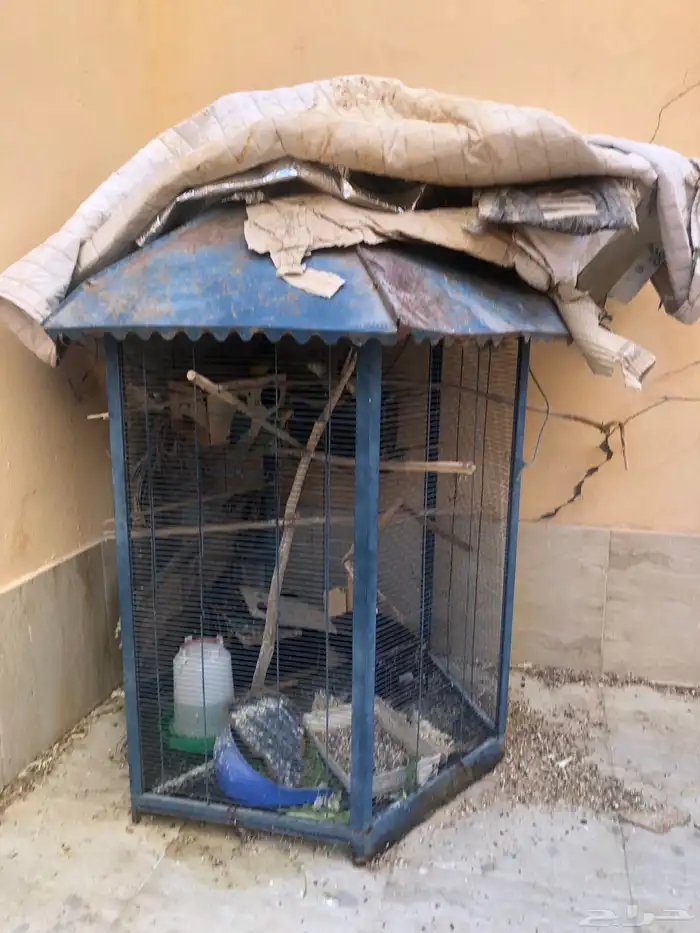 طيور روز للبيع 7