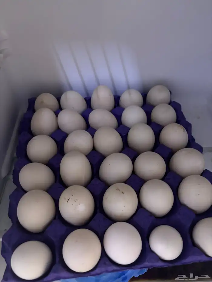 جوز بط. وبيض بط 0