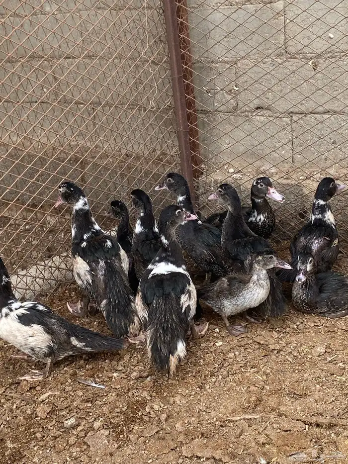 فروخ بط مصري 0