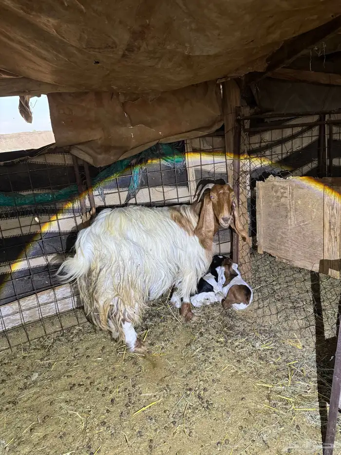 للبيع عنز طيبة متاومة 0