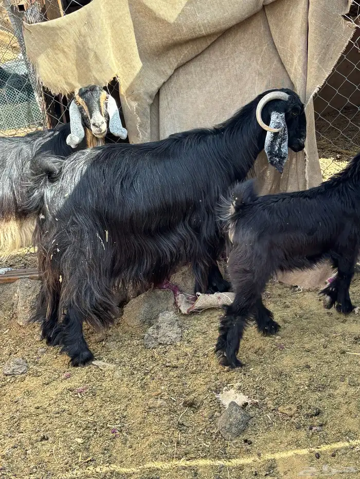 معزا عوارض فاخره 3