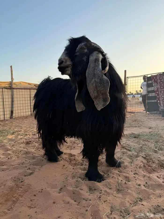 تيس فحل عارضي 0