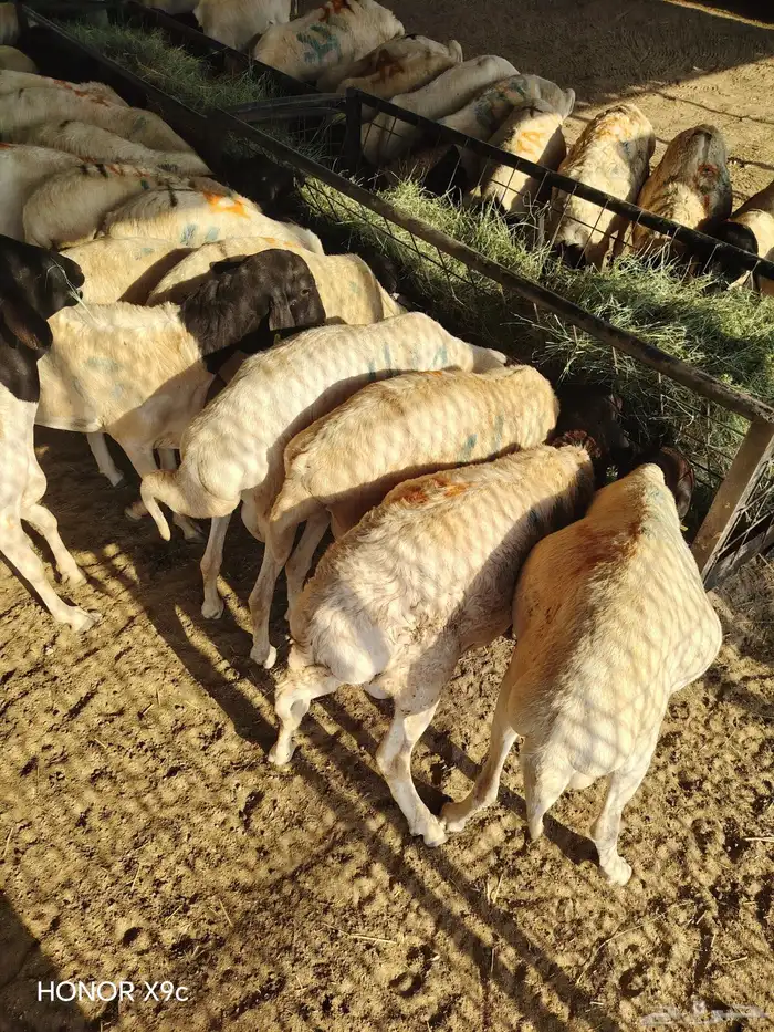 برابر وتيوس صومالي مرباه أوزان طيب للذبح 4