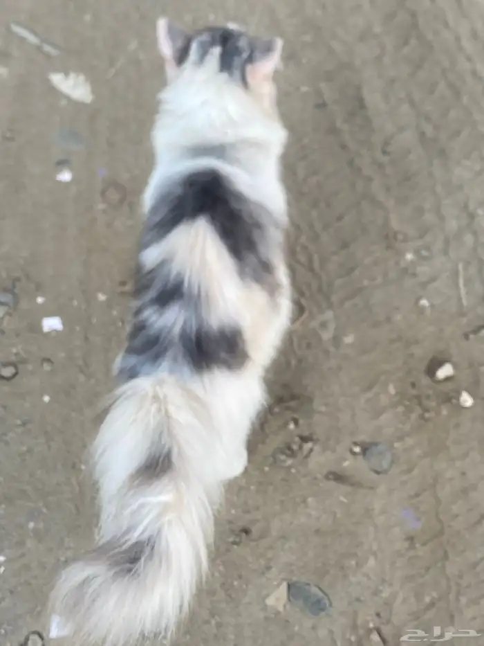 السلام عليكم اقدم لكم قطه أمريكية للبيع ألون ابيض 4