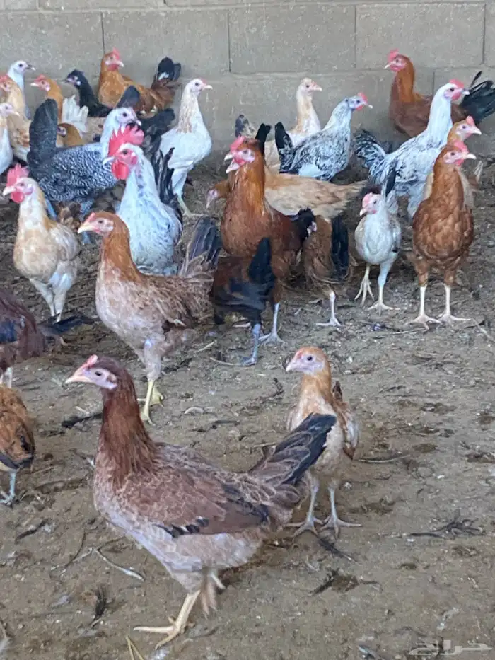 دجاج للبيع 0