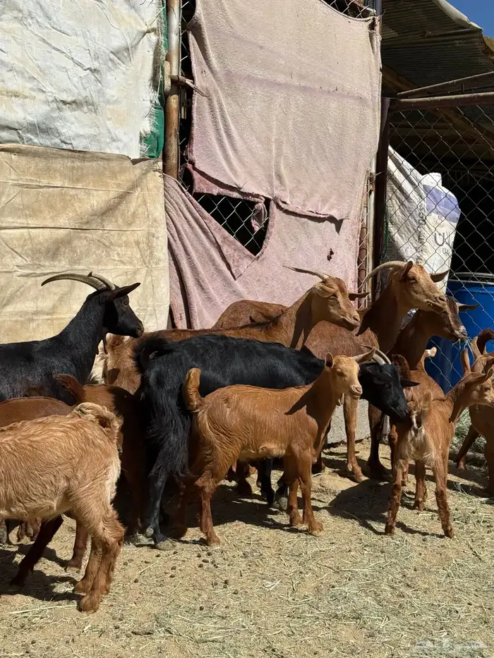 8 معزا حص دهم عليها 8 ذبايح ( تم البيع ) 2