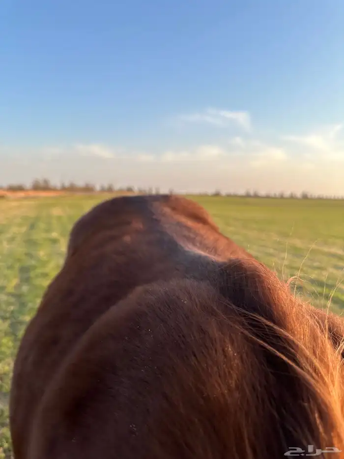 مهر شعبي شيخ ابو واهو ام شعبي 3