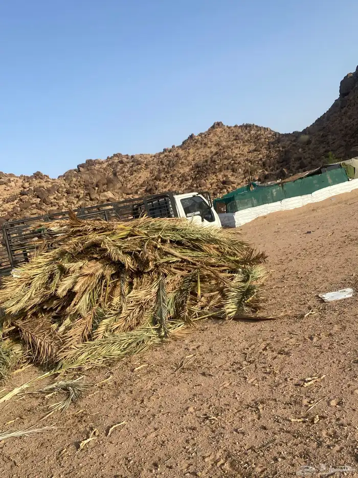 جريد حملة دينه 1