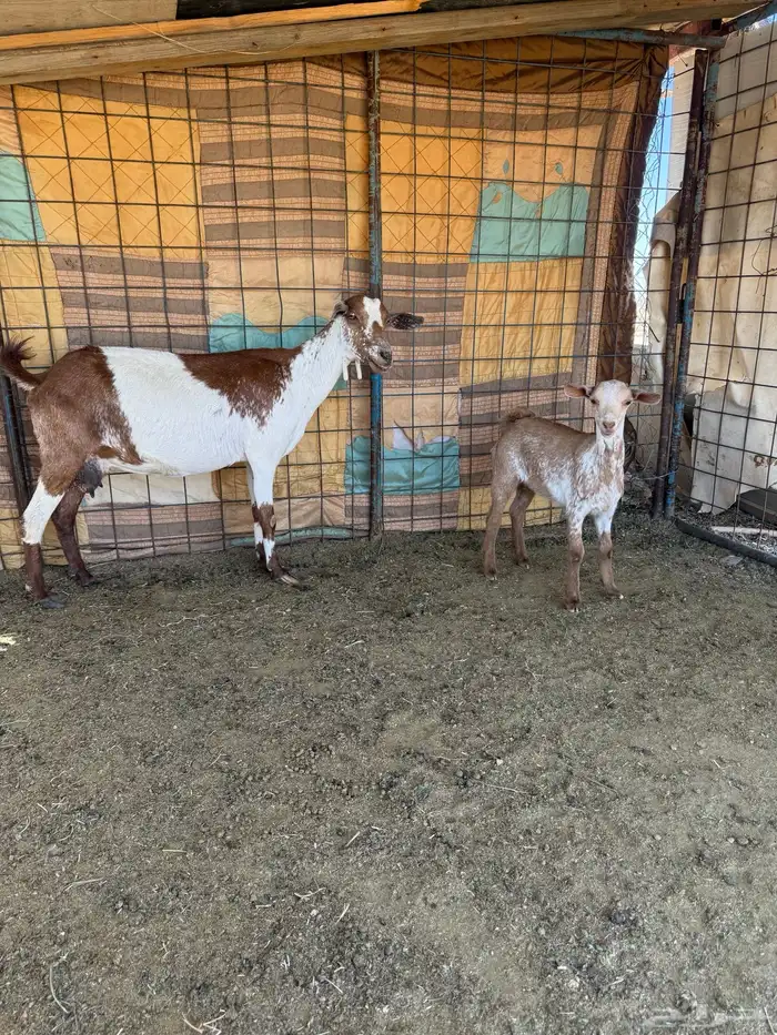 العدد 2 معزاء وحده رباع ووحده سدس ريم الحد من 1150 للوحده 1