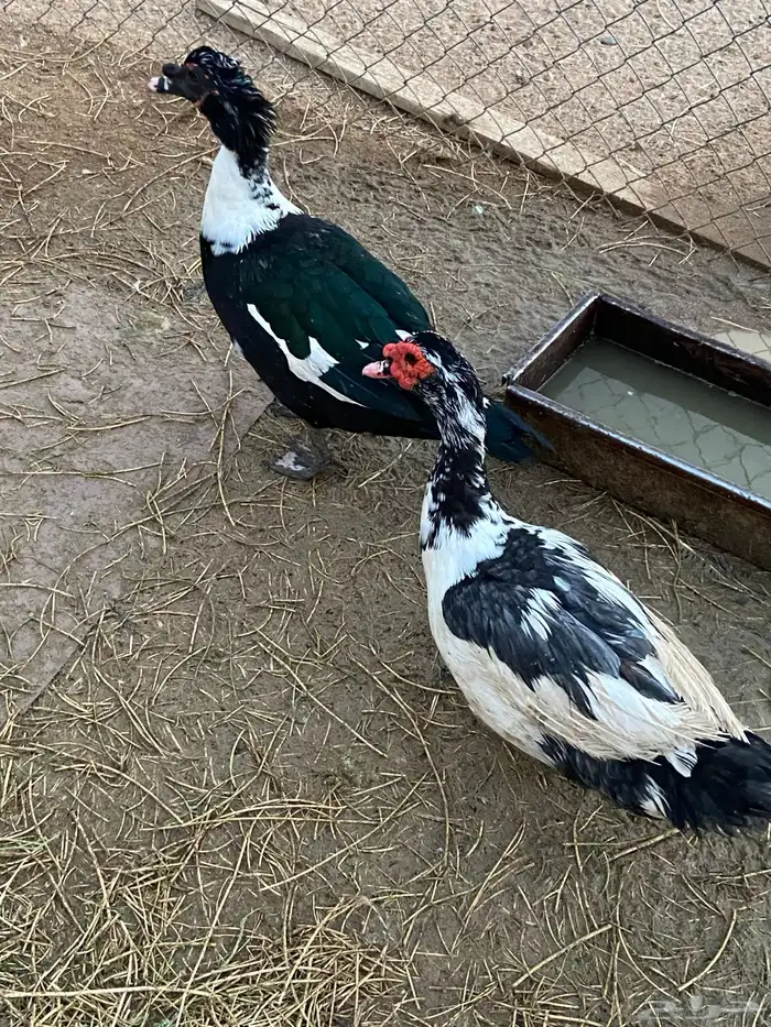 بط مصري ذكور 0