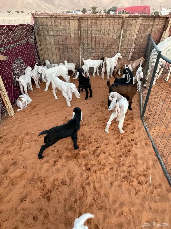 معزا متابيع 1