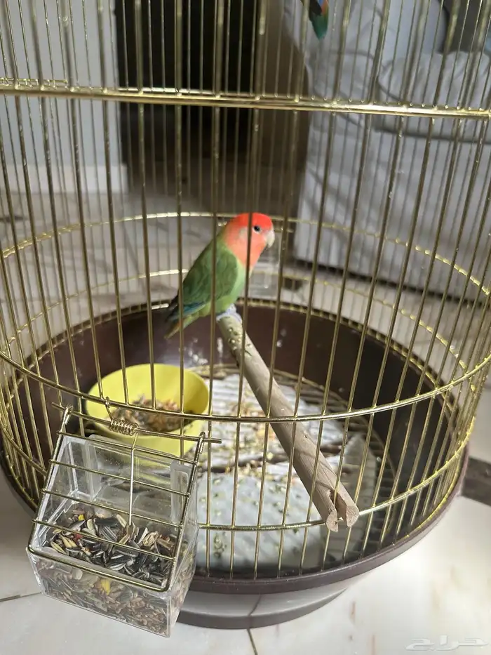 طيور روز للبيع 0