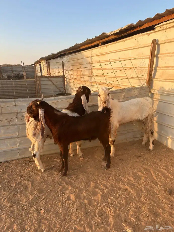 تيوس طيبه وفاخره 3