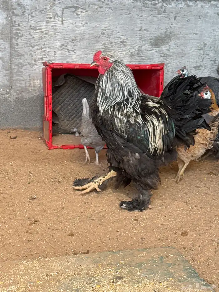 دجاج امريكي للبيع ودجاج بلدي للبيع 2