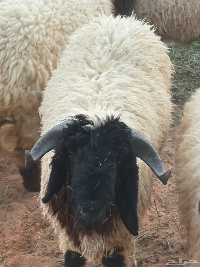 خروف نعيمي العمر 10 شهور 2