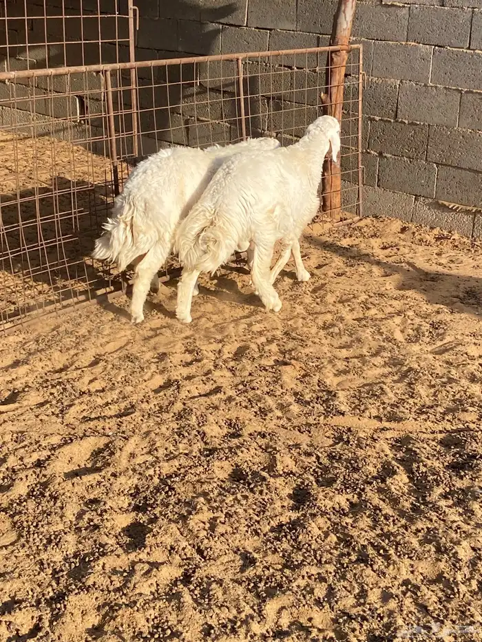 ذبايح خرفان 1