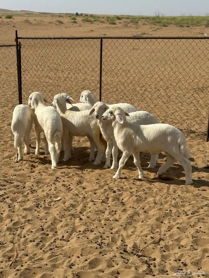 بهم تربية حري شعرة بيضاء عدد 7 بهم مراح مانزل السوق 1