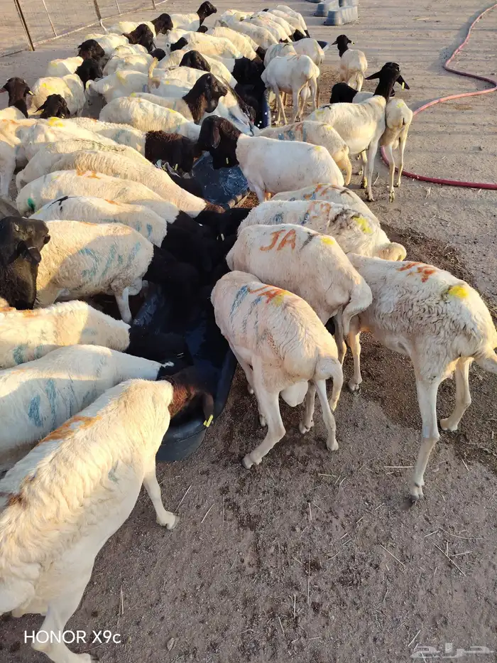 برابر وتيوس صومالي مرباه أوزان طيب للذبح 0