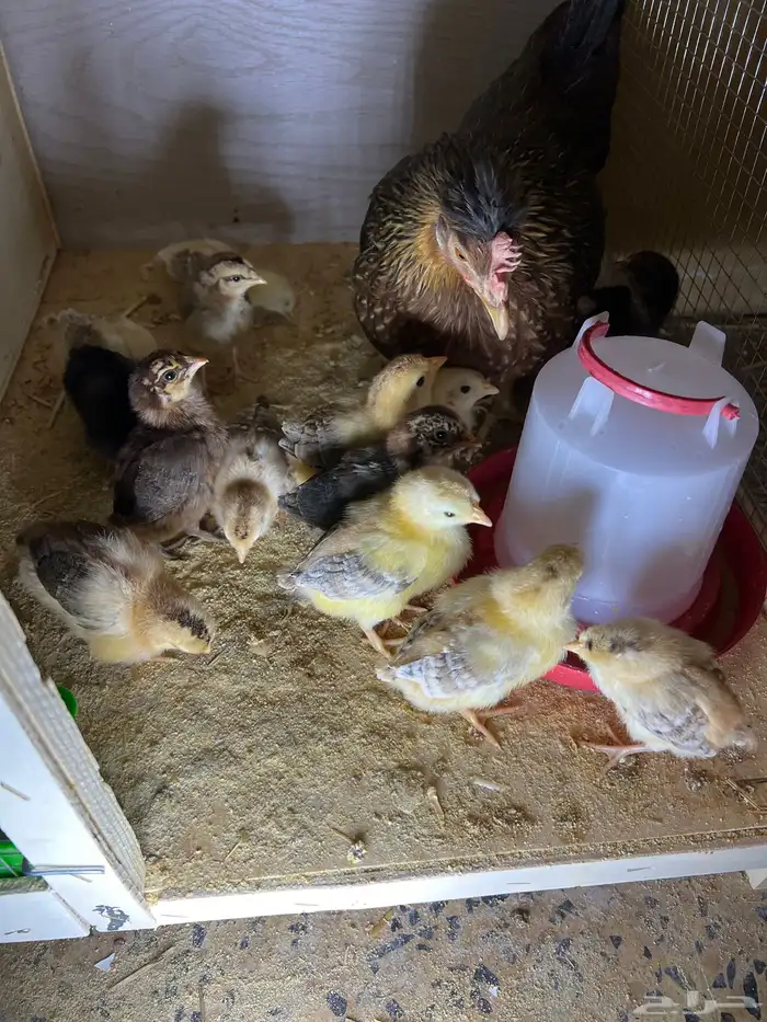 دجاجه عربيه معها 14 فرخ 2