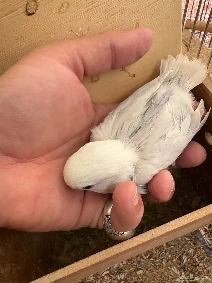 زوج روز منتج للبيع 3