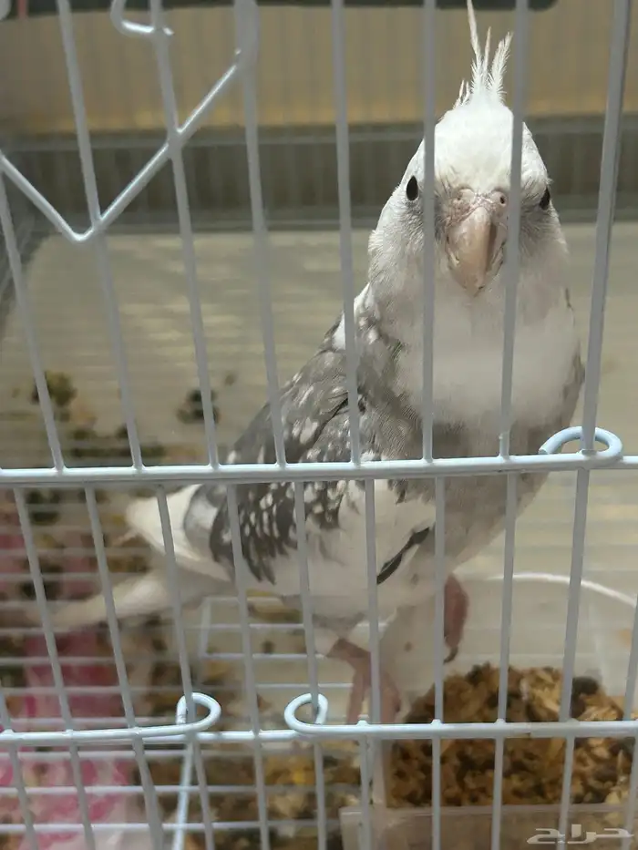 ذكر كروان هولندي 2