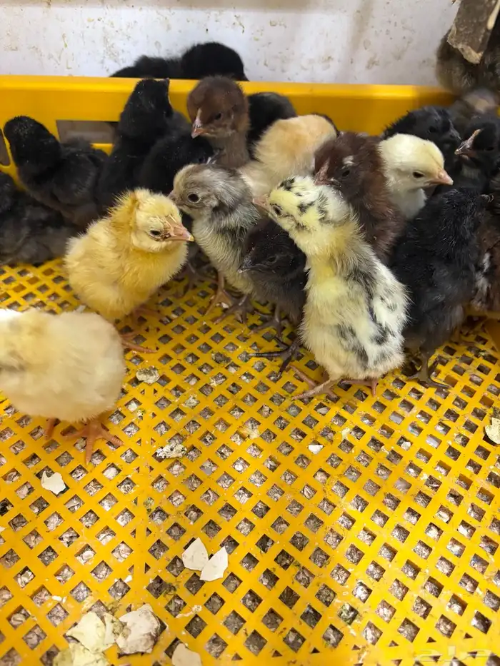 السر طريق جنوب الطائف 1